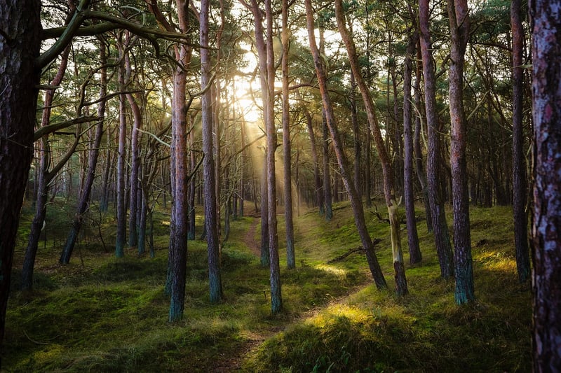 Forests